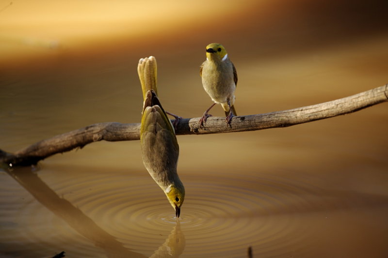 White Plumed Honeyeater