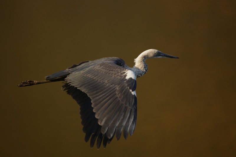 White Necked Heron