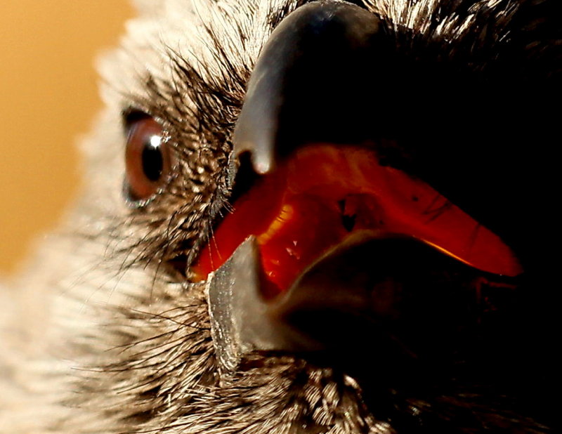 Apostle Bird