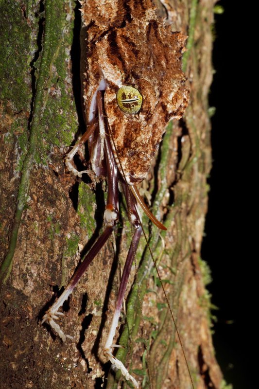 Northern Leaf Tailed Gecko - Lunch!