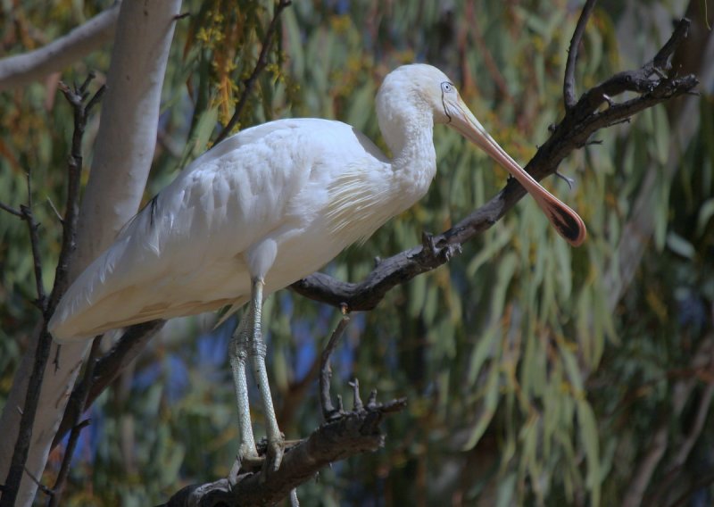Yellow-billed Spoonbill