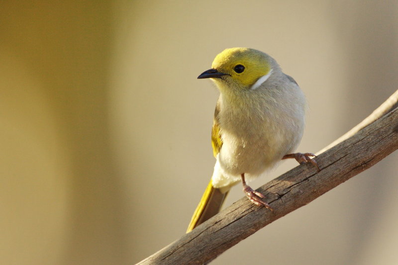 White Plumed Honeyeater