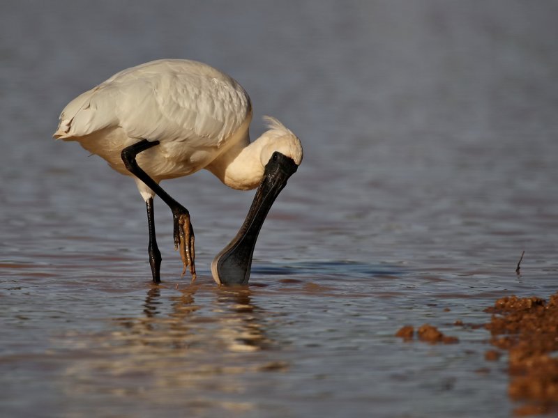 Royal Spoonbill