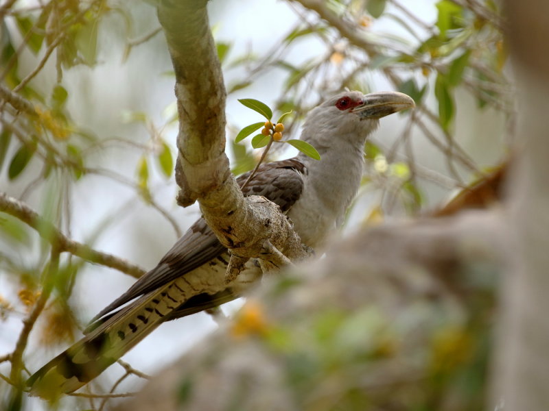 Channel Bill Cuckoo