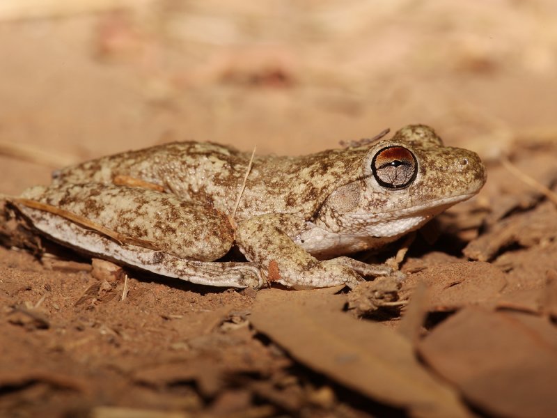 Frog