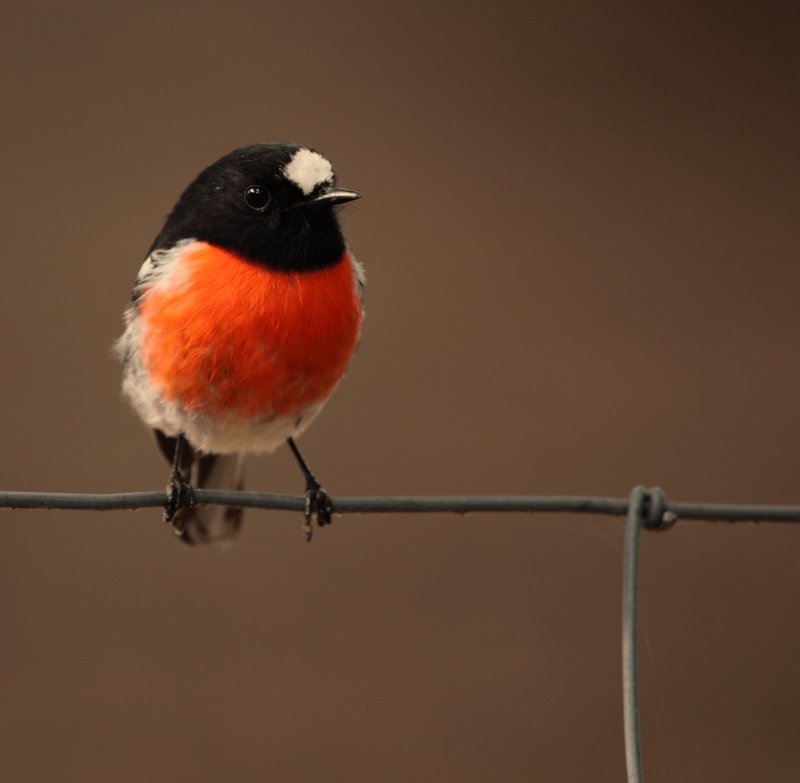 Scarlet Robin