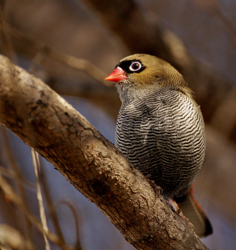 Beautiful Firetail