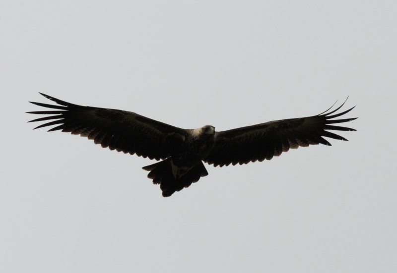 Wedgetail Eagle