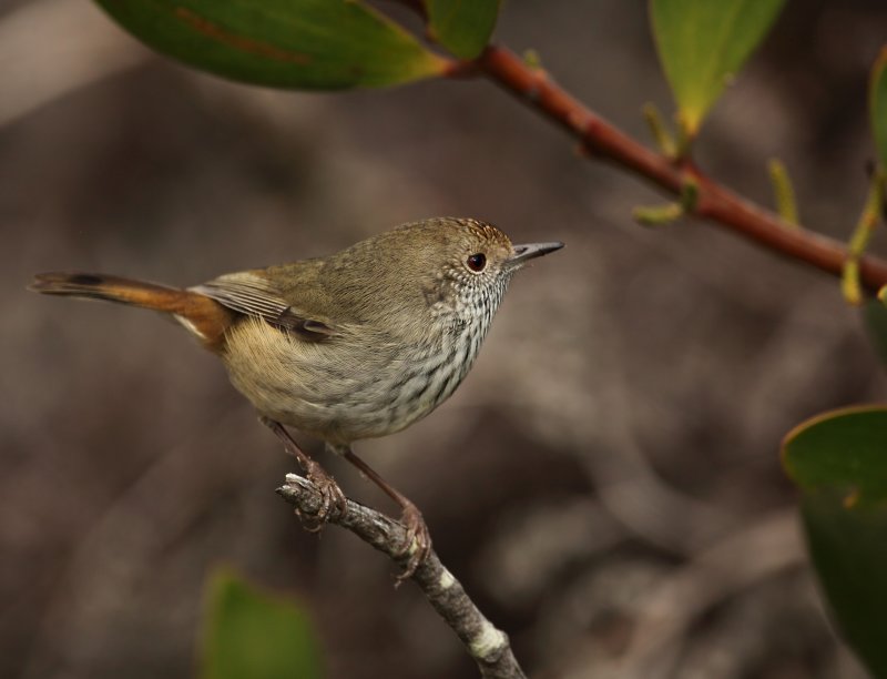 Tasmanian Thornbill