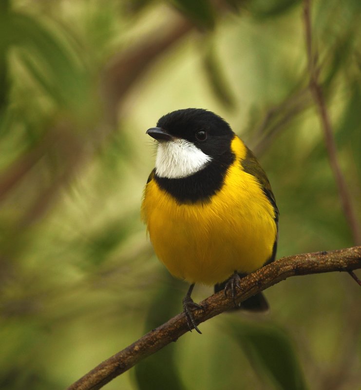 Golden Whistler Male