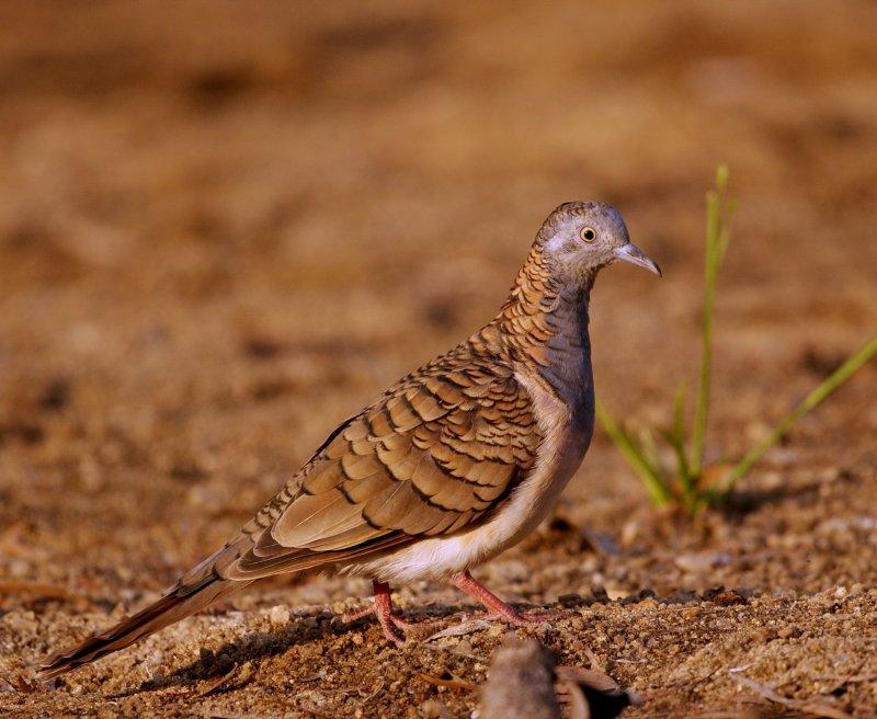 Bar Shouldered Dove