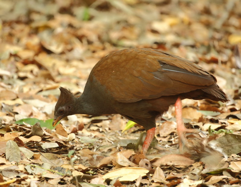 Orange Footed Scrub Fowl