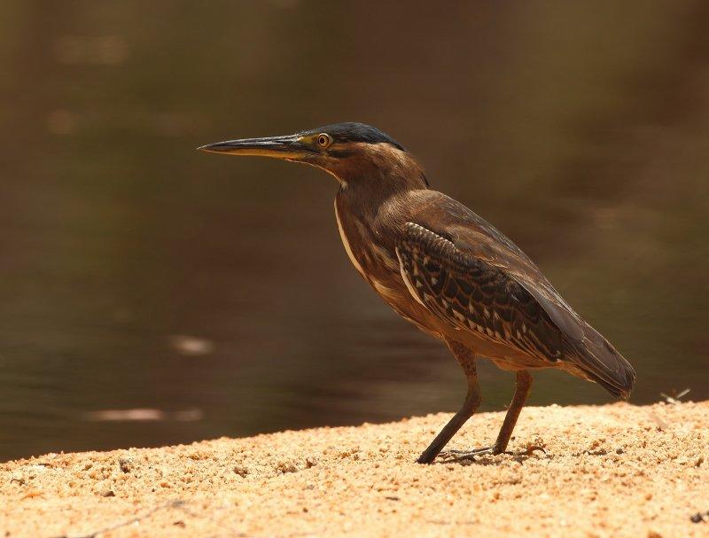 Striated Herron