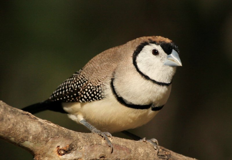 Double Barred Finch