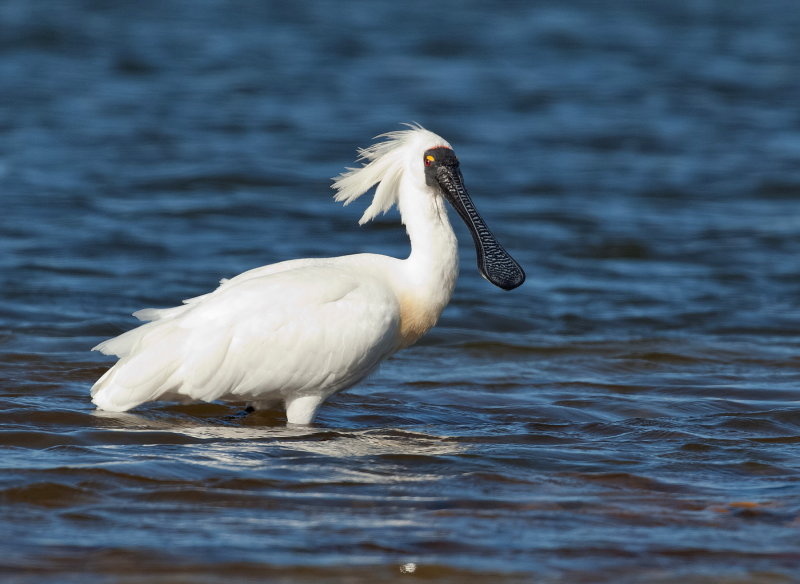 Royal Spoonbill