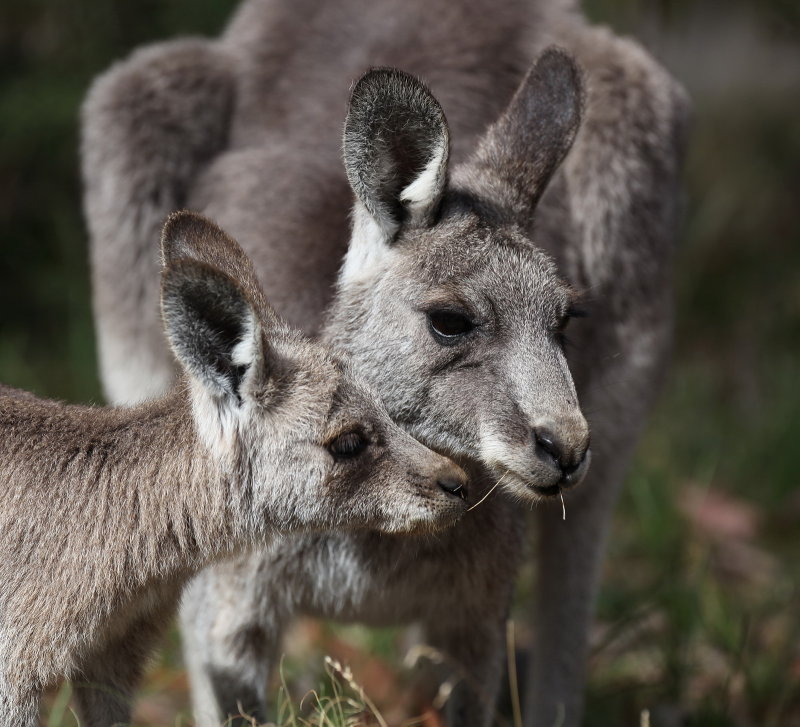 Too Roos