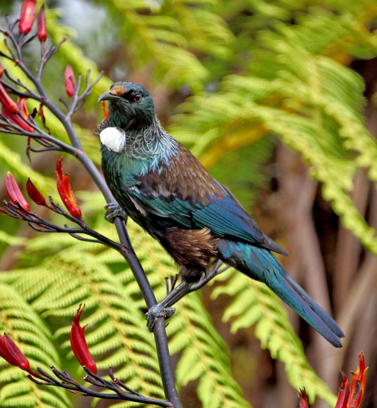 Tui on Flax