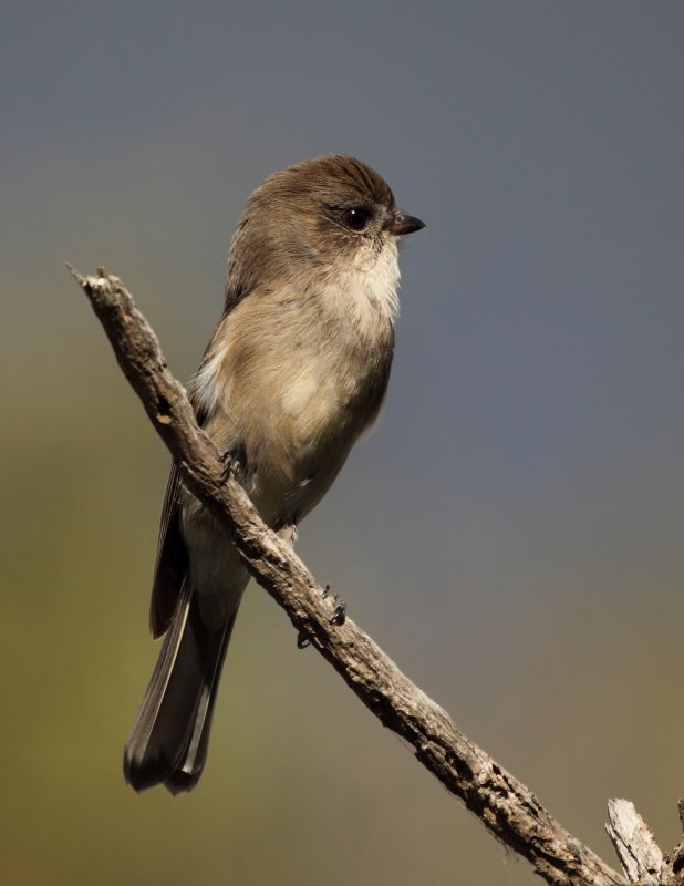 Golden Whistler Female