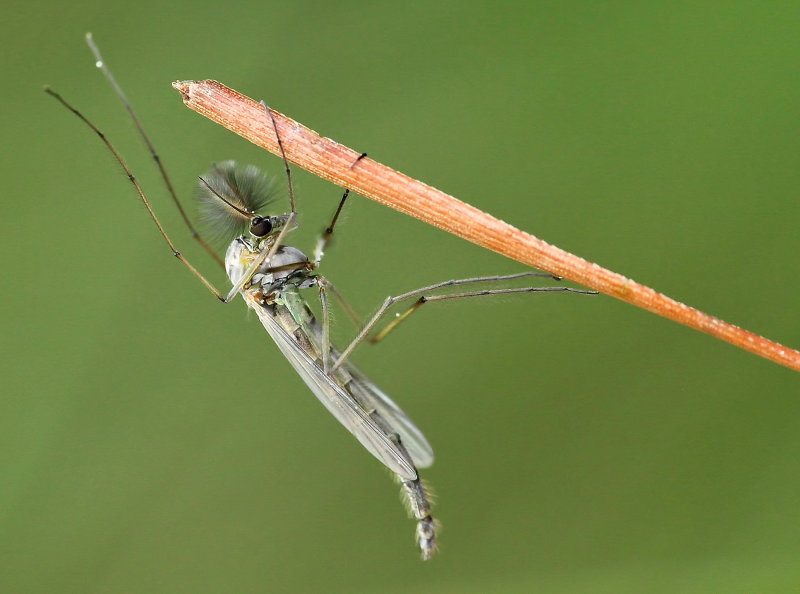 Lake Fly on Pine Needle