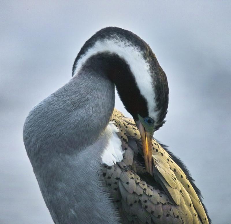 Spotted Shag