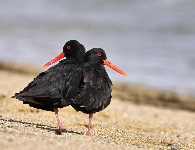 Black Oyster Catchers