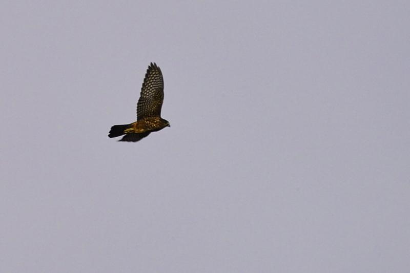 New Zealand Falcon