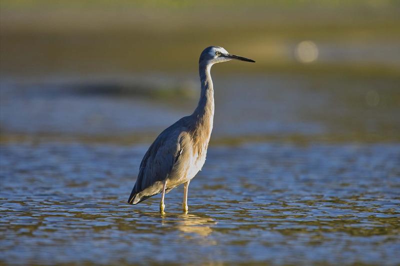 White Faced Heron
