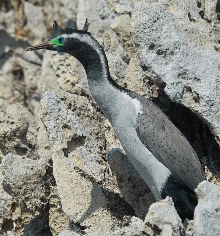 Spotted Shag