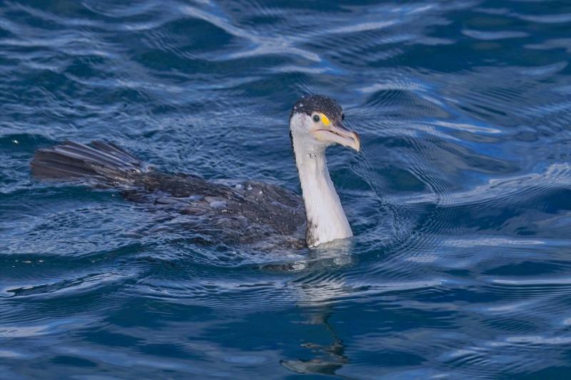 Pied Shag