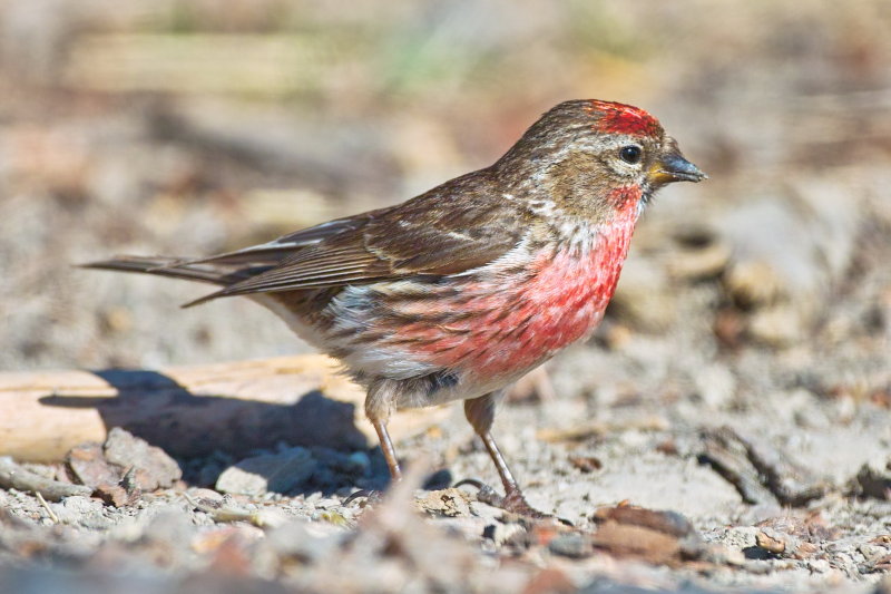 Redpoll - Male