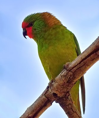 Little Lorikeet