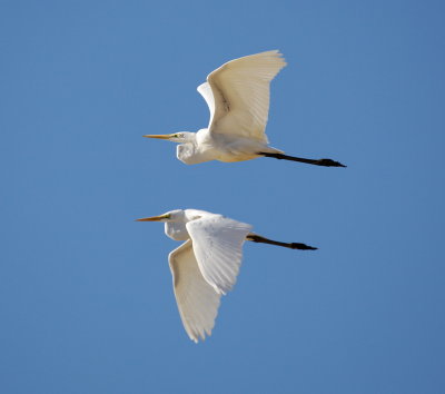 Great Egrets / Yin-Yang