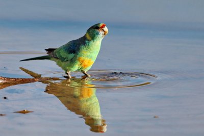 Mallee Ringnecked  Parrot