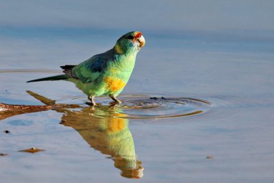 Mallee Ringnecked Parrot