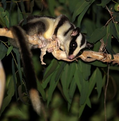 Striped Possum