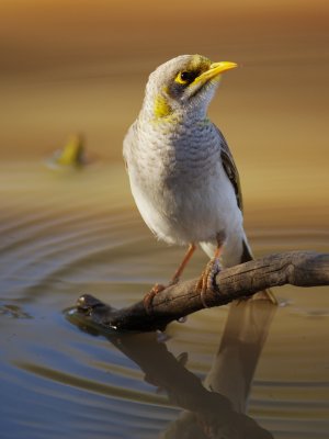 Yellow Throated Miner