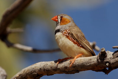 Zebra Finch