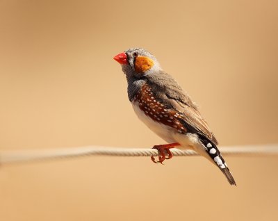 Male Zebra Finch