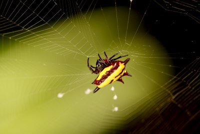 Spiny Spider