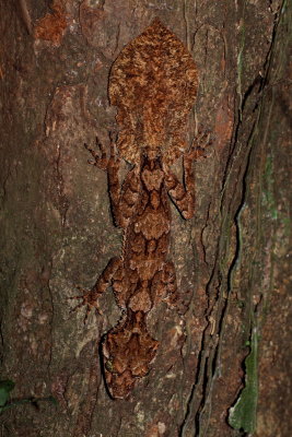 Northern Leaf Tailed Gecko - Saltuarius cornutus