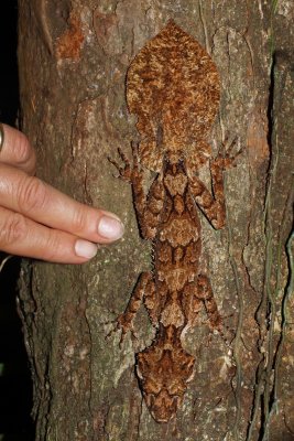 Northern Leaf Tailed Gecko - a Sense of Scale