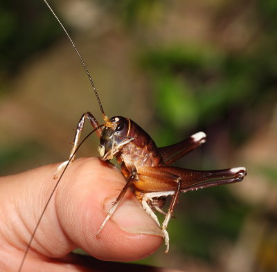 Long Horned Grasshopper - A Tasty Morsel?