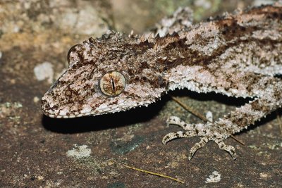 Leaf Tailed Gecko (Rough Throated) - Saltuarius salebrosus