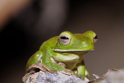 White Lipped Green Tree Frog