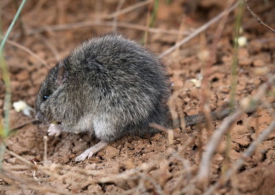 Long Haired Rat - Rattus villosissimus