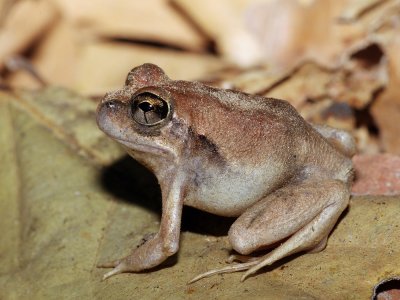 Burrowing Frog