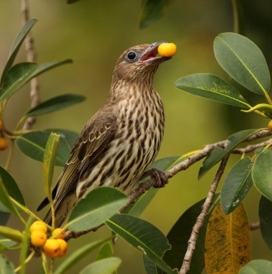 Female Fig Bird