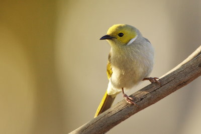 White Plumed Honeyeater