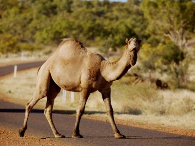 Camel - Road Hazard