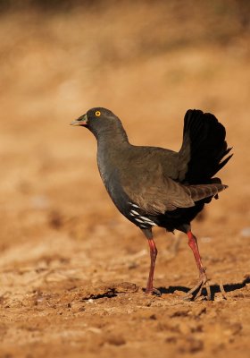 Black Tailed Native Hen